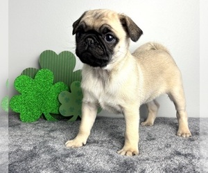 Pug Puppy for sale in INDIANAPOLIS, IN, USA