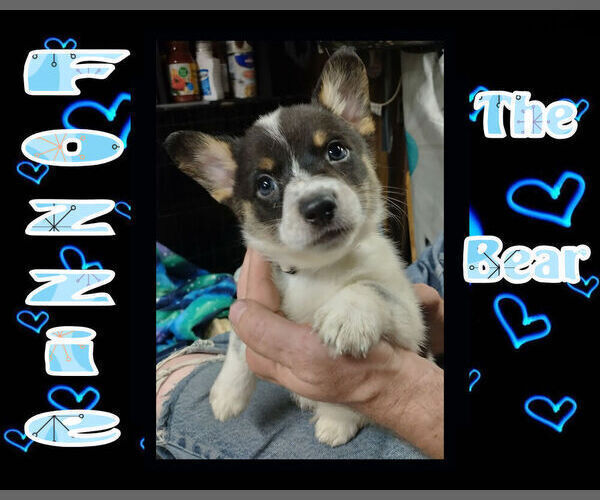 Medium Photo #2 Cowboy Corgi Puppy For Sale in GALLEGOS, NM, USA
