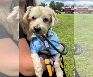 Mutt Dogs for adoption in Croydon, NH, USA