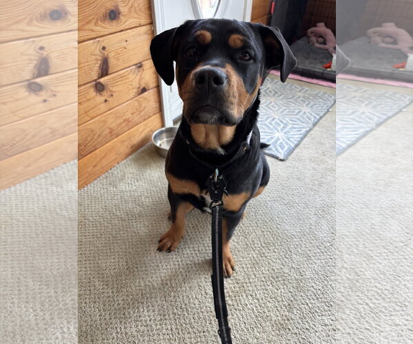 Medium Photo #2 Rottweiler-Unknown Mix Puppy For Sale in Hillsboro, NH, USA