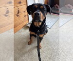 Small #1 Rottweiler Mix