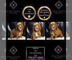 Puppy Firefox AKC Poodle (Miniature)