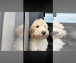 Puppy Cream male Poodle (Standard)