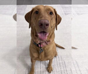 Labrador Retriever-Unknown Mix Dogs for adoption in Fort Worth, TX, USA