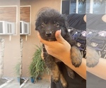 Small Photo #1 Shepweiller Puppy For Sale in DOWNEY, CA, USA
