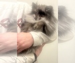 Small Photo #1 Pomeranian Puppy For Sale in RENO, NV, USA