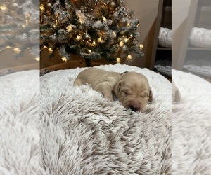 Medium Labrador Retriever