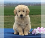 Small Photo #6 English Cream Golden Retriever Puppy For Sale in BIRD IN HAND, PA, USA