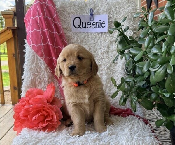 Medium Photo #4 Golden Retriever Puppy For Sale in THORP, WI, USA