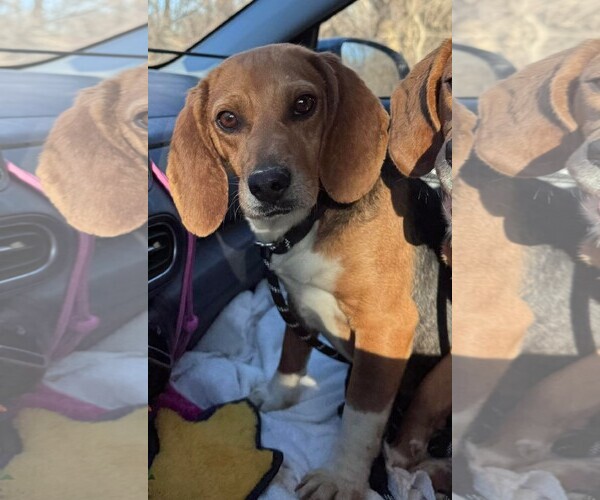 Medium Photo #2 Beagle Puppy For Sale in Dunnellon, FL, USA