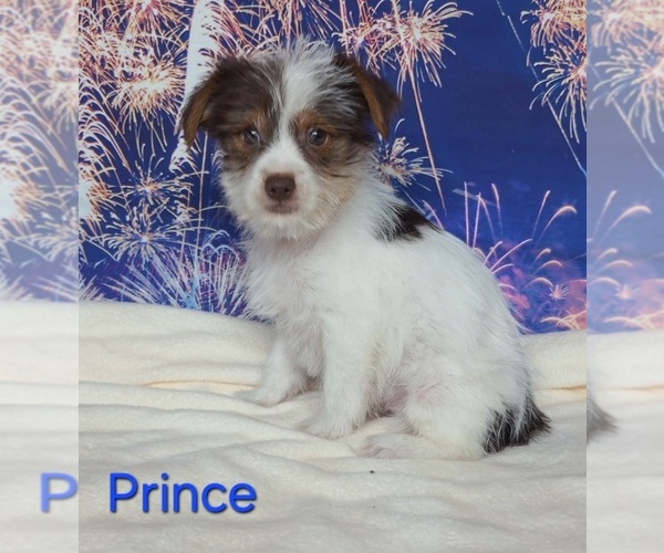 Medium Photo #1 Yorkshire Terrier Puppy For Sale in AZLE, TX, USA