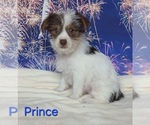 Image preview for Ad Listing. Nickname: Prince
