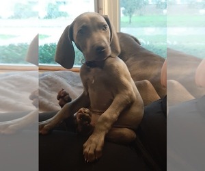 Weimaraner Puppy for sale in WESTLAND, MI, USA