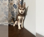 Small Photo #48 Alaskan Klee Kai Puppy For Sale in DURHAM, CT, USA