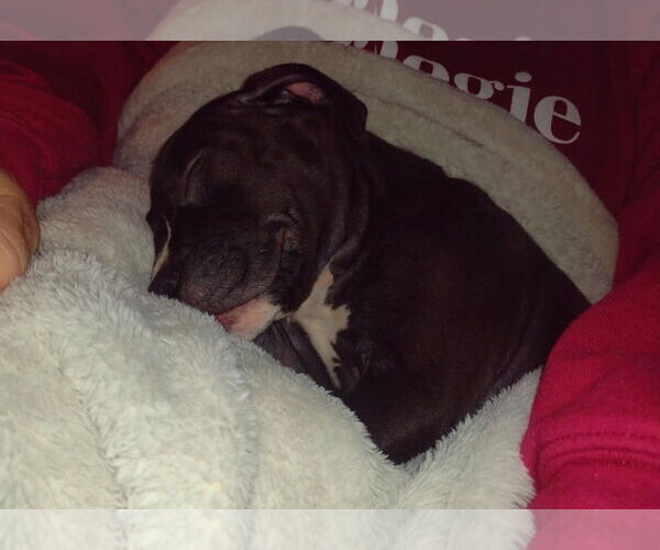Medium Photo #4 American Pit Bull Terrier-Unknown Mix Puppy For Sale in Rochester, NY, USA