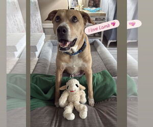 Labrador Retriever Dogs for adoption in Denton, TX, USA