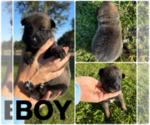 Small #3 Belgian Malinois