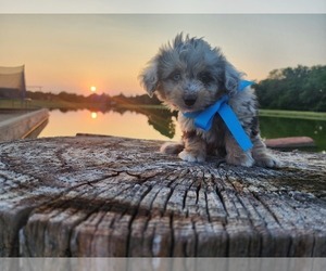 Medium Miniature Australian Shepherd-Poodle (Toy) Mix