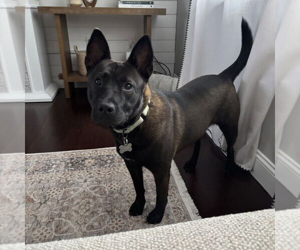 Medium Photo #26 Mutt Puppy For Sale in Boston, MA, USA