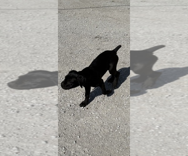 Medium Photo #5 Cane Corso Puppy For Sale in STUART, IA, USA