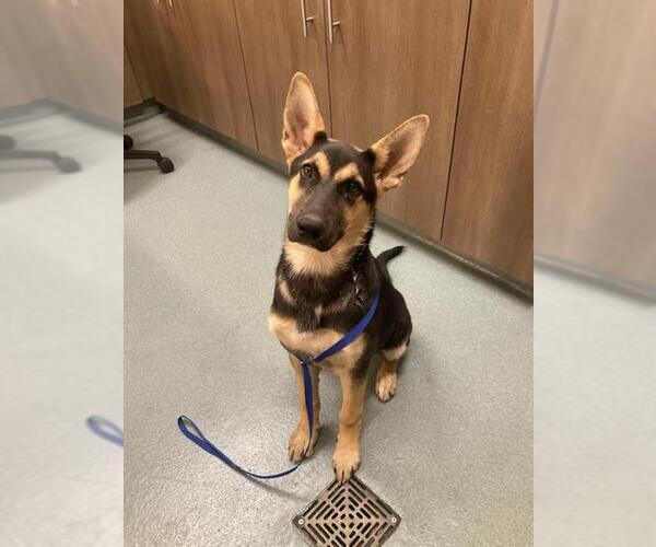 Medium Photo #1 German Shepherd Dog Puppy For Sale in Baytown, TX, USA