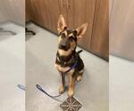 Small German Shepherd Dog