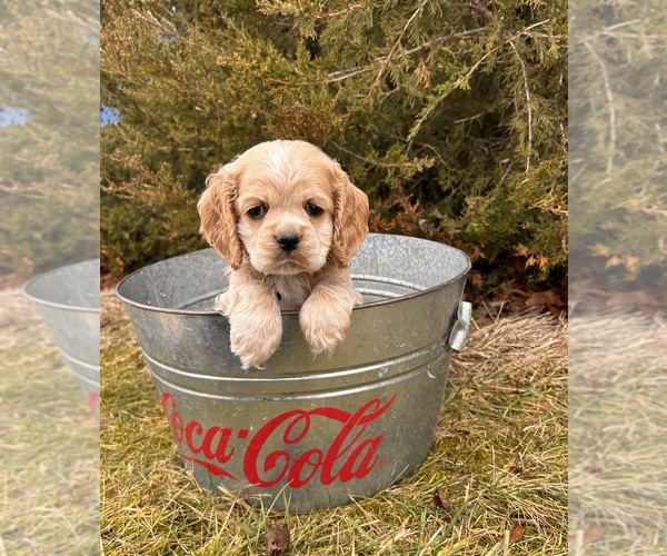 Medium Photo #5 Cocker Spaniel Puppy For Sale in MIDDLEBURY, IN, USA