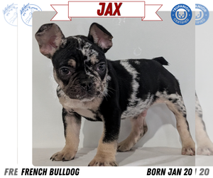 French Bulldog Puppy for sale in GOSHEN, IN, USA
