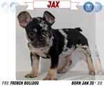 Image preview for Ad Listing. Nickname: Jax