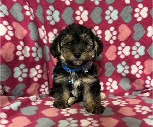 YorkiePoo Puppy for sale in JEFFERSONVILLE, IN, USA