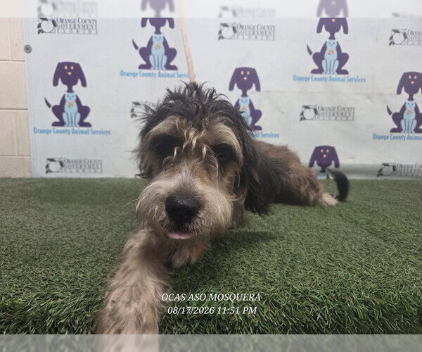 Medium Photo #1 Labradoodle Puppy For Sale in Orlando, FL, USA