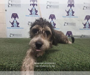 Labradoodle Dogs for adoption in Orlando, FL, USA