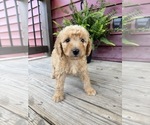 Image preview for Ad Listing. Nickname: Litter of 4