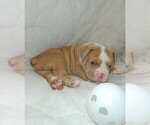 Small Photo #5 Olde English Bulldogge Puppy For Sale in NORTH LAS VEGAS, NV, USA
