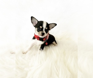Chihuahua Puppy for sale in SACRAMENTO, CA, USA
