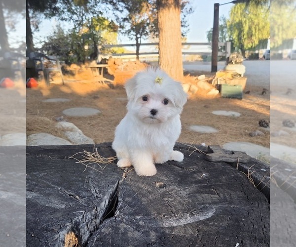 Medium Photo #10 Maltese Puppy For Sale in SANTA CLARITA, CA, USA
