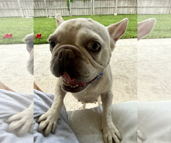 Medium Photo #11 French Bulldog Puppy For Sale in Boca Raton, FL, USA