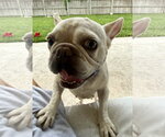 Small #10 French Bulldog