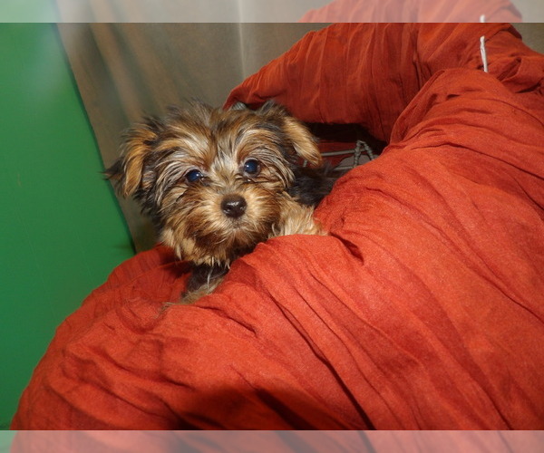 Medium Photo #8 Yorkshire Terrier Puppy For Sale in PATERSON, NJ, USA
