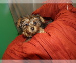 Small Photo #8 Yorkshire Terrier Puppy For Sale in PATERSON, NJ, USA