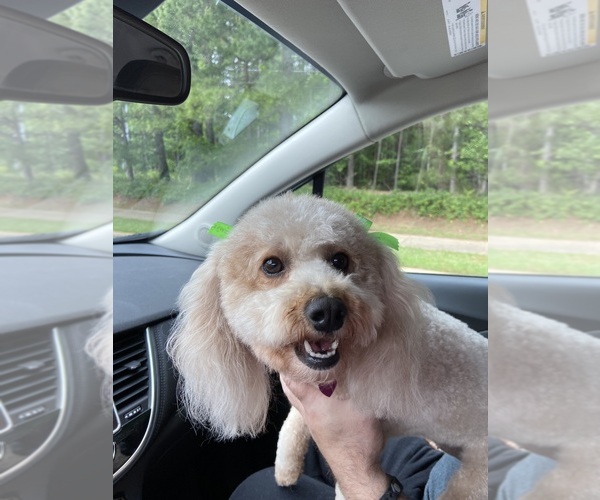 Medium Photo #1 Poodle (Miniature) Puppy For Sale in AUBURNDALE, FL, USA