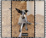 Small Mutt