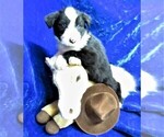 Puppy 5 Old English Sheepdog-Siberian Husky Mix