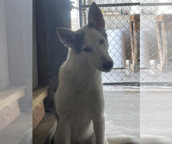 Medium Photo #1 Gerberian Shepsky Puppy For Sale in El Centro, CA, USA