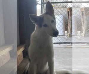 Timber - Male Gerberian Shepsky Dog for Adoption