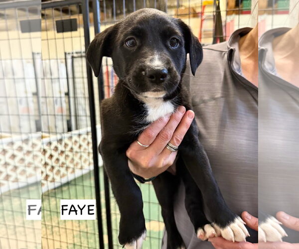 Medium Photo #5 Labrador Retriever-Unknown Mix Puppy For Sale in GILBERTS, IL, USA