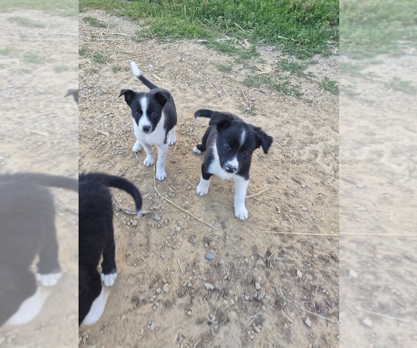 Medium Photo #8 Border Collie Puppy For Sale in PORTAGE, WI, USA