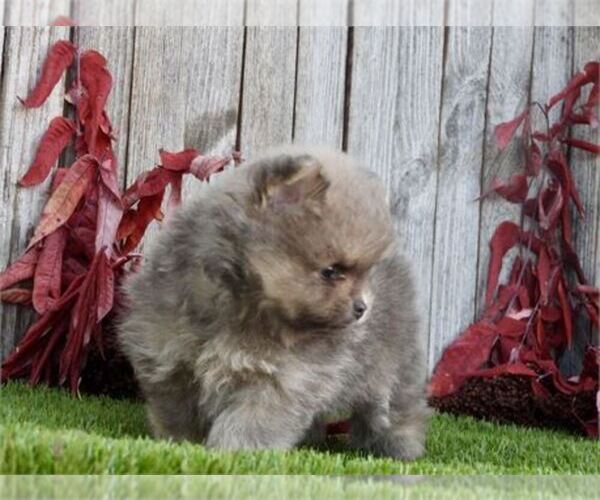 Medium Photo #2 Pomeranian Puppy For Sale in PEMBROKE PINES, FL, USA
