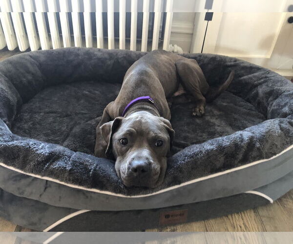 Medium Photo #3 American Pit Bull Terrier-Unknown Mix Puppy For Sale in Catasauqua, PA, USA