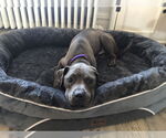 Small #2 American Pit Bull Terrier Mix